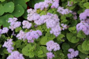 5 nejlepších květiny na zahradě s příjemnou vůní