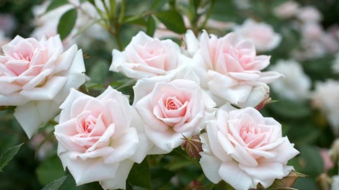 Voňavé růže v zahradě (foto -desktopwallpapers4.me)
