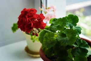 Pelargonium: tajemství zdravý růst