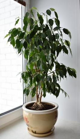 Podívejte se! To je můj Ficus benjamina. Můžete jej ocenit nebo se ptát v komentářích