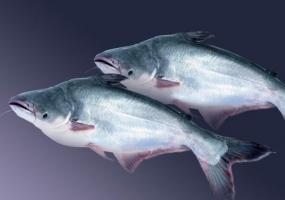 Pangasius ryb: dobrý a recenze