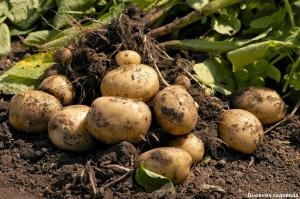 Obnovení půdu po sklizni brambor