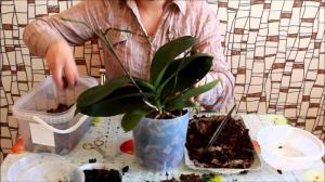 Úspěšná transplantace phalaenopsis orchidej: 7 kroků