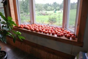 Pour-ka 4 správné způsoby, jak urychlit zrání rajčat na parapetu