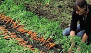 Správné výsadbu mrkev: účinná metoda pro zvýšení klíčení a sklizeň