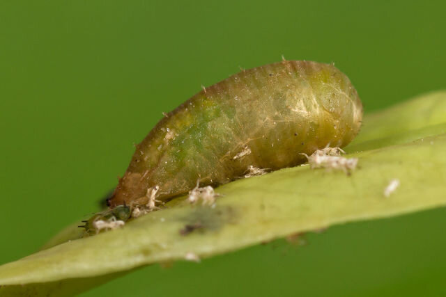 Larva cibule pestřenkovitých. Převzato z otevřené služby Yandex. fotografie