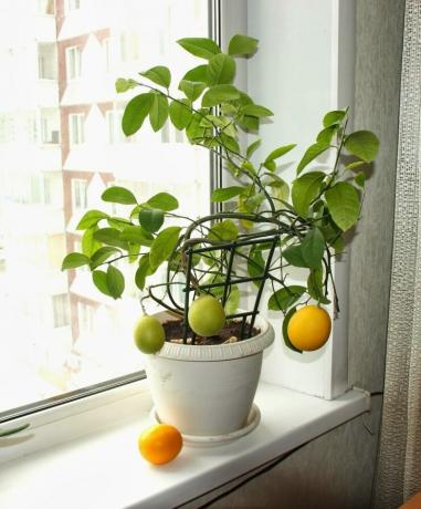 Lemon mohou být pěstovány ze semen. zobrazit: http://landshaftportal.ru/wp-content/uploads/2017/08/Limon-65.jpg