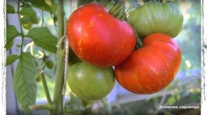 6 nejlepších odrůd rajčat pro skleníku a otevřeném poli