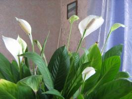 5 hrubé a časté chyby v péči o Spathiphyllum