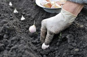 ⭐Za sklizeň-2019: 5 Pravidla pro výsadbu zimního česneku