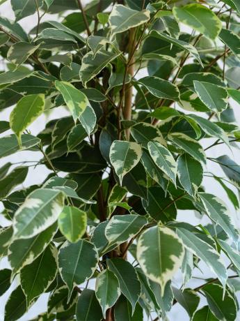 Pestrá škála Ficus benjamina. Když se dostane suchý vzduch zbavený rostlinných listů ke snížení odpařování vlhkosti plochu
