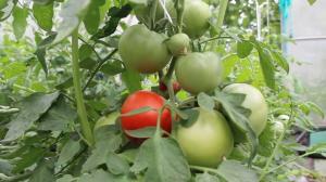 Péče rajčat v srpnu, se znalostí věci. Rodících na maximum