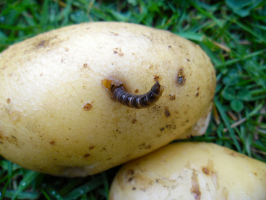 Jak chránit brambor z drátovec: a proč je nikdo hádal