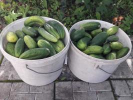 Okurky - kbelíky: jak zvýšit úrodu