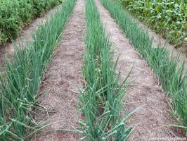 Proč posečené trávy funguje lépe než zelené hnojení a hnůj