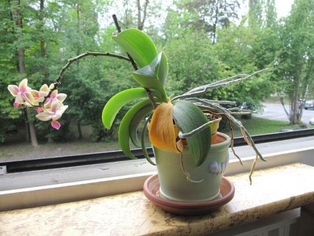 Obraz, který děsí mnoho majitelů orchidejí