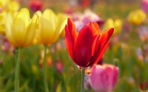 4 tulipány způsobu výsadby. Chraňte cibulky před hlodavci