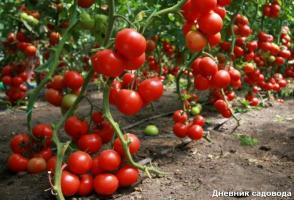 Kdy a jak k odstranění listí z rajčat