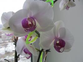 Proč musím ponořit orchideje, ne zalévání z konve