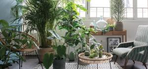 Který z pokojové rostliny bude dokonalý vzhled v interiéru předsíně, ložnice nebo kuchyně. 7 nápady