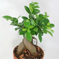 Péče Ficus Ginseng doma