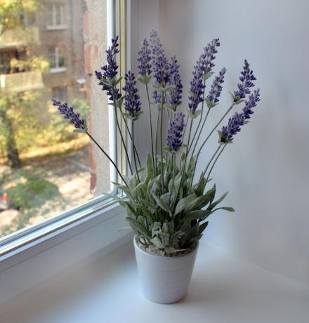 Charming home Lavender
