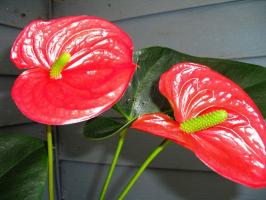 Jak vyrobit Anthurium (Men štěstí) krásný květ