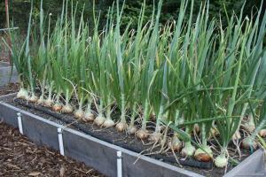 4 tipy pro získání velkou úrodu cibule