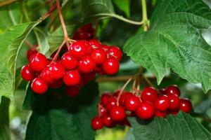 Viburnum červená - super zdravé plody. Jak manipulovat a skladovat v zimě