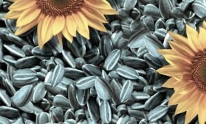 Výhody a poškozuje slunečnicových semen pro tělo