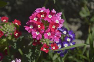 Verbena - krásná květina s příjemnou vůní, za kterou se dá jen těžko postarat