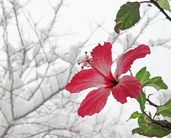 Ibišek květ v zimě, když jsou v teple, ale pak v létě nemůže házet pupeny. Ilustrace k článku převzaté z internetu