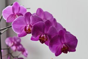 Žluté listy orchidej? Hmm. 💫 proč a jaké kroky je třeba považovat za zdraví rostlin