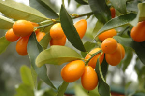 Kumquat: užitečných vlastností a kontraindikace