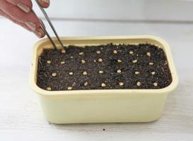 Jak pěstovat papriky místnosti v domácnosti. Několik důležitých pravidel
