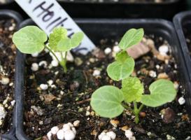 Pěstování sléz semeno: jak a kdy se rostliny