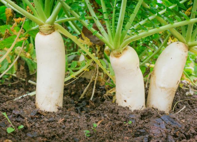 Ředkev v zahradě: kořenová šťavnaté zeleniny je dobré v salátech