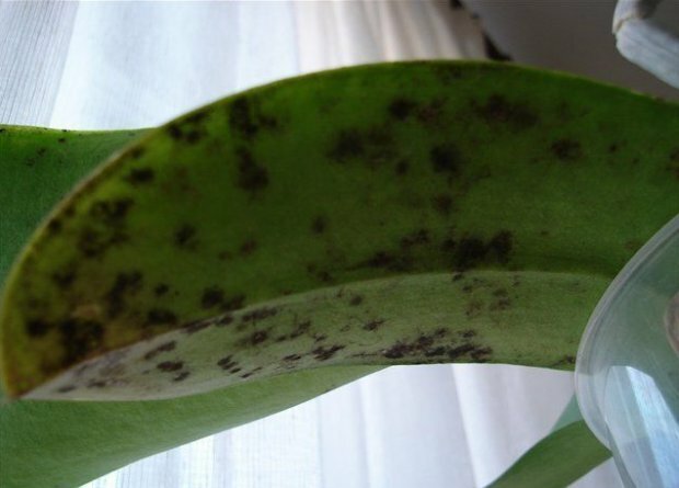 Sooty houba na orchidej ( https://agronomu.com/)