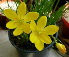 Neobvyklá květina „Zephyranthes“ (povýšeného): péče doma