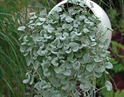 Dihondra „Silver Falls“ - elegantní ozdobou vaší zahrady
