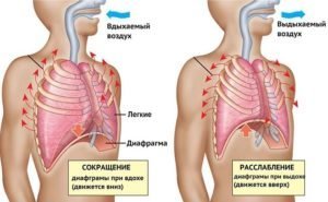 Břišní dýchání: výhody a poškozuje, spotřebiče, recenze