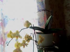 Kyselina jantarová nepomůže orchideje. Hlavním mýtus internetu