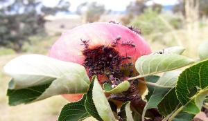 Jak se zbavit zahradní mravenců na jabloních a keřů.