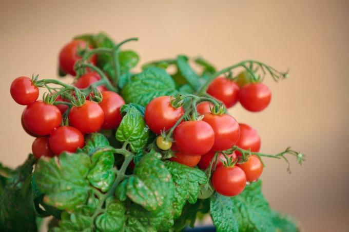 Pokud jste se pokusili pěstovat rajčata doma, sdílet své zkušenosti v komentářích k článku! Ilustrace jsou převzaty ke zveřejnění na internetu