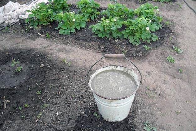 Hnojiva - vynikající organické hnojivo na jahody