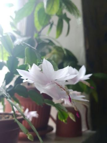 Takže moje bílo-růžové Decembrist kvetla loni