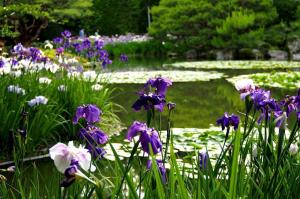 7 důvodů, proč se kosatce ve vaší zahradě kvetou. Kompletní průvodce pro pěstitele