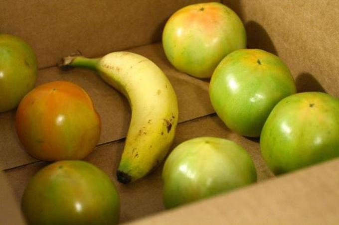 Banán v krabici s zelená rajčata | Zahrádkářství a zahradnictví