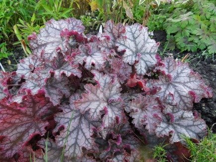 Heuchera Can Can