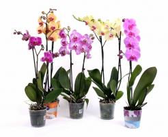 3 Správné způsoby, jak zničit váš Phalaenopsis
